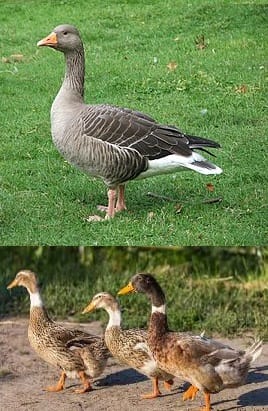 Qaz və Ördək cücələrinə №1 Başlanğıc Pellet Yem