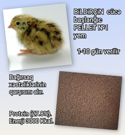 Bildirçin Üyüdülmüş №1 Yem