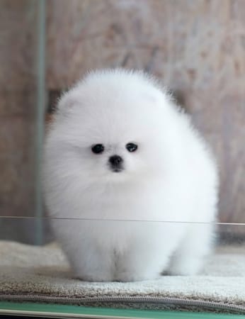 Pomerian Spitz balasi satlir, 2 ayqldi, Erkək