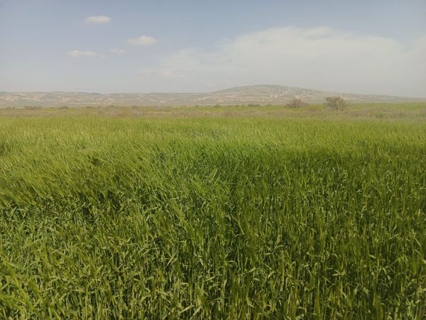 25000 Sot Torpaq Sahəsi, Hacıqabul – Torpaq – ucuztap.az