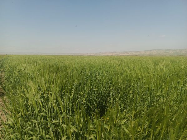 25000 Sot Torpaq Sahəsi, Hacıqabul – Satılır – Hacıqabul – ucuztap.az