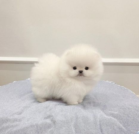 Pomerian Spitz balasi, 2aylqdi, Erkək