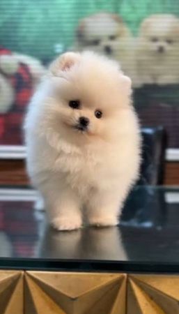 Pomerian Spitz, 2 ayqldi, Erkək