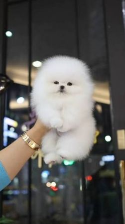 Pomerian Spitz, 2 ayqldi, Dişi