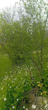 29 sot torpaq sahəsi, Ismayilli r. Diyalli kendi