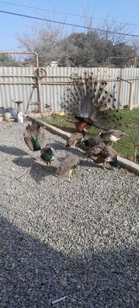 Tovuz Quşu 1 Yaşında