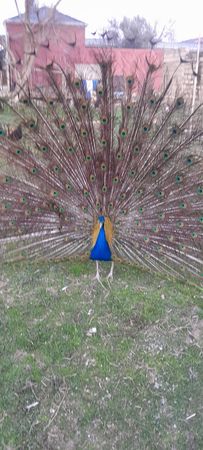 Tovuz Quşu 1 Yaşında