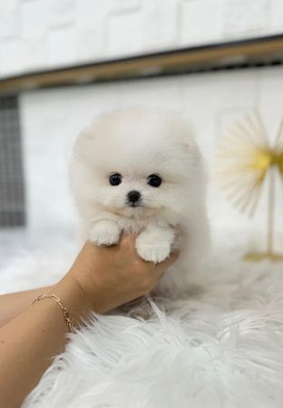 Pomerian Spitz, 2 aylqdi, Dişi