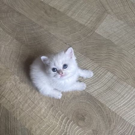 Şinşilla balaları