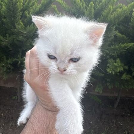 Şinşilla balaları