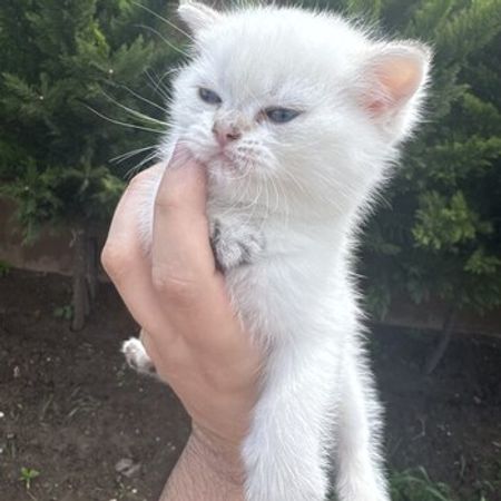 Şinşilla balaları – Azərbaycan – ucuztap.az