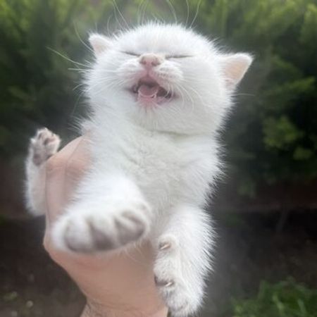 Şinşilla balaları