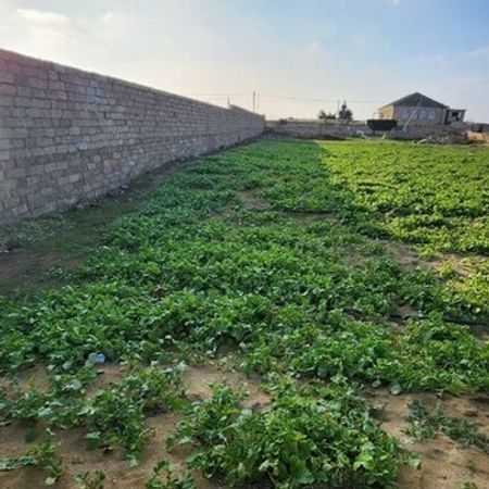 16 sot torpaq sahəsi, Türkan qəs.