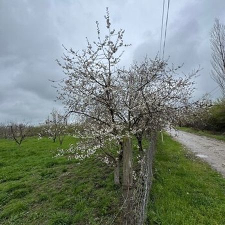 12 sot torpaq sahəsi, Bala qusar kəndi