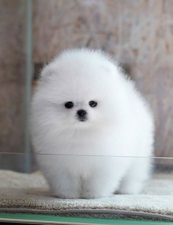 Pomerian Spitz misqa, 2 ayqldi, Dişi, peyvəndli