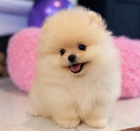 Pomerian Spitz misqa, 2 aylqdi, Dişi, peyvəndli