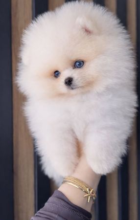 Pomerian Spitz, 2 aylqdi, Erkək, peyvəndli – Azərbaycan – ucuztap.az