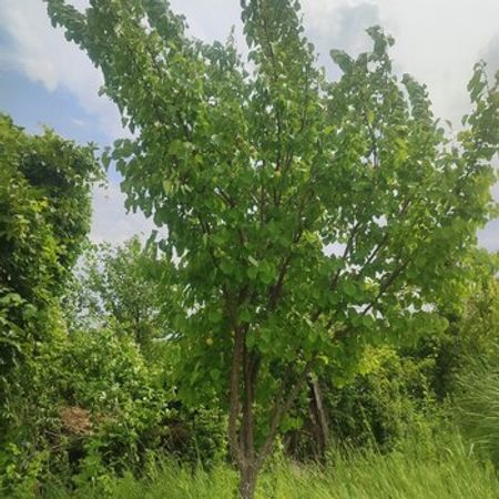 Həyət Evi, Ucar r. – Azərbaycan – ucuztap.az
