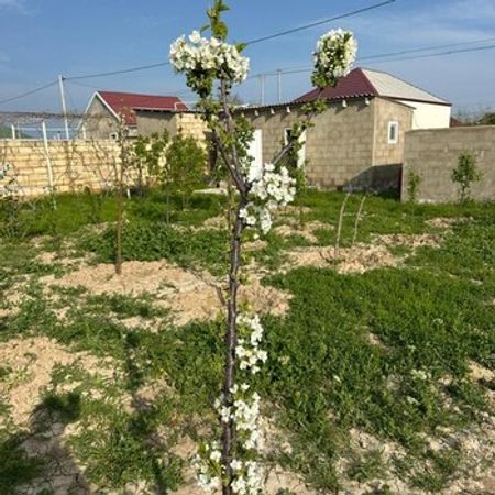 Bağ Evi, Sumqayıt ş. – Azərbaycan – ucuztap.az
