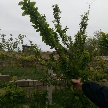 6 Sot Torpaq Sahəsi, Sumqayıt ş. – Azərbaycan – ucuztap.az