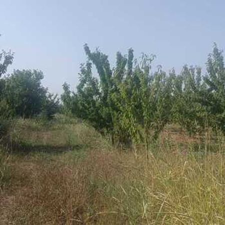 84 Sot Torpaq Sahəsi, Xaçmaz r. – Satılır – ucuztap.az