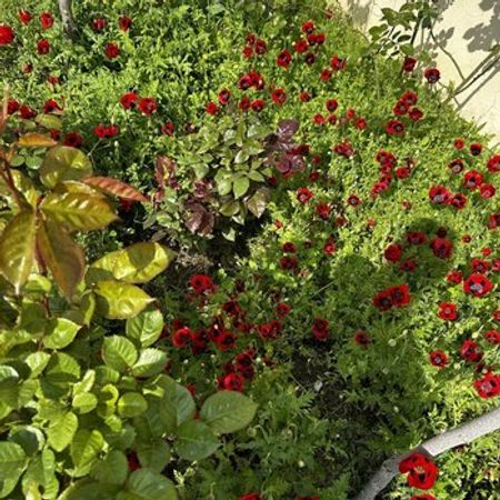 31 Sot Torpaq Sahəsi, Üçtəpə qəs. – Azərbaycan – ucuztap.az