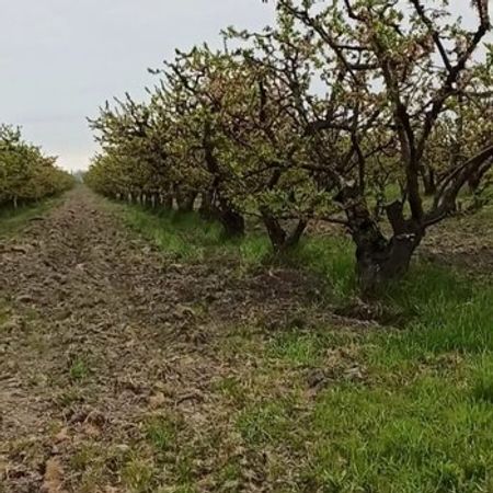 90 Sot Torpaq Sahəsi, Xaçmaz r. – Azərbaycan – ucuztap.az