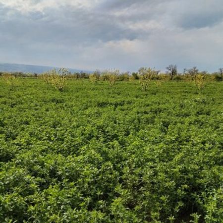 2.67 Sot Torpaq Sahəsi, Qax r. – Azərbaycan – ucuztap.az