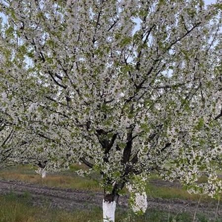 1052 Sot Torpaq Sahəsi, Quba r. – Azərbaycan – ucuztap.az