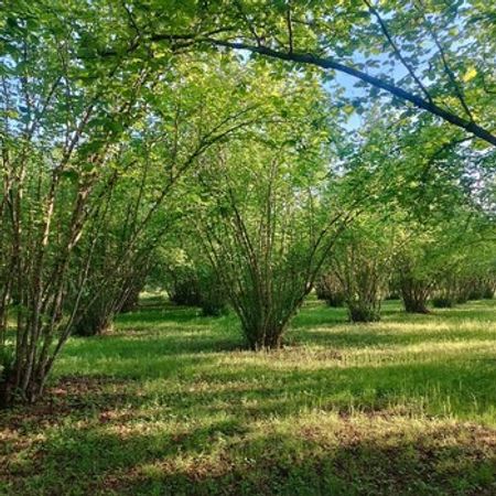 33 Sot Torpaq Sahəsi, Zaqatala 2 r. – Azərbaycan – ucuztap.az