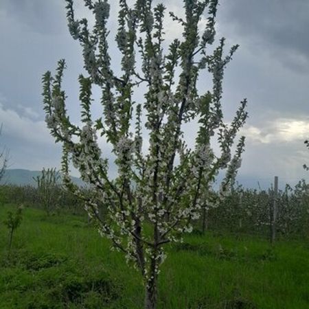 70 Sot Torpaq Sahəsi, Quba r. – Azərbaycan – ucuztap.az