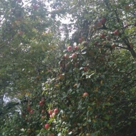 12 Sot Torpaq Sahəsi, Qəbələ ş. – Azərbaycan – ucuztap.az