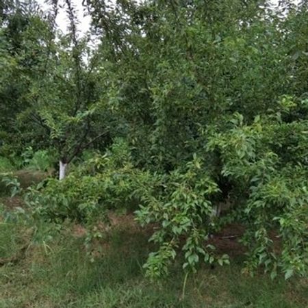 90 Sot Torpaq Sahəsi, Xaçmaz r. – Azərbaycan – ucuztap.az