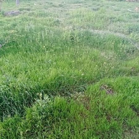 32 Sot Torpaq Sahəsi, Qala qəs. – Azərbaycan – ucuztap.az
