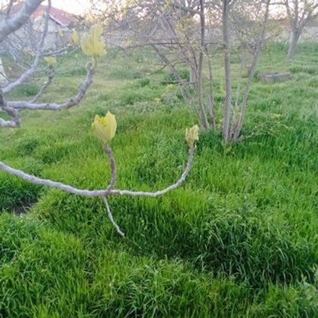 32 Sot Torpaq Sahəsi, Qala qəs. – Azərbaycan – ucuztap.az