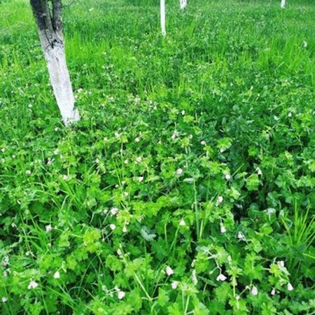 5 Sot Torpaq Sahəsi, Qəbələ r. – Azərbaycan – ucuztap.az