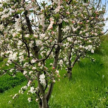 23 Sot Torpaq Sahəsi, Quba r. – Azərbaycan – ucuztap.az
