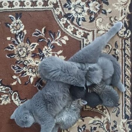 Avropa Pişiyi Balaları – Pişiklər – ucuztap.az