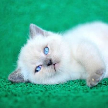 British Shorthair Golden – Pişiklər – ucuztap.az