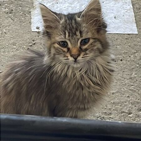 Sibir Pişiyi – Pişiklər – ucuztap.az