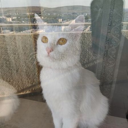 Türk Anqorı – Pişiklər – ucuztap.az