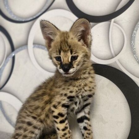 Serval Pişiyi Balası – Pişiklər – ucuztap.az
