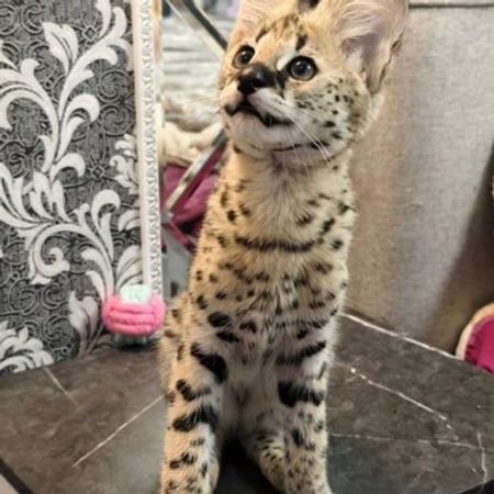 Serval Pişiyi Balası – Pişiklər – ucuztap.az