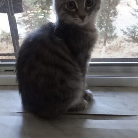Ev Pişiyi – Pişiklər – ucuztap.az