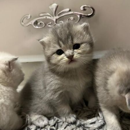 Şinşilla Pişiyi Balaları – Pişiklər – ucuztap.az