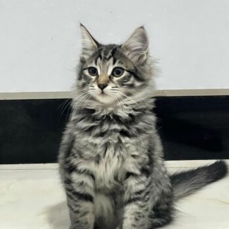 Mey-kun – Pişiklər – ucuztap.az