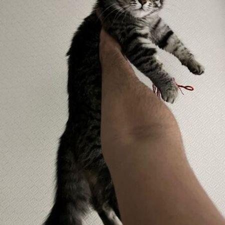Mey-kun – Pişiklər – ucuztap.az