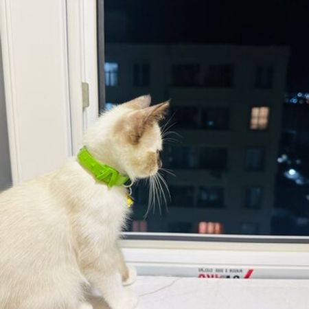 Sibir Pişiyi – Pişiklər – ucuztap.az