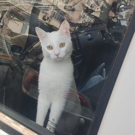 Avropa Pişiyi (cütləşdirmək Üçün) – Pişiklər – ucuztap.az