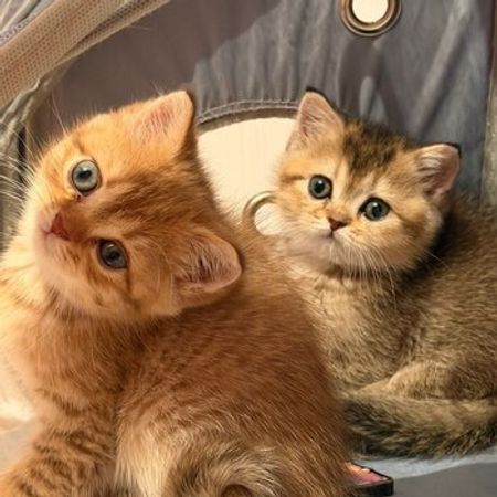 Qızılı Şinşilla Pişiyi Balaları – Pişiklər – ucuztap.az